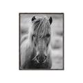 Picture of Icelandic horse in black and white _GroupedProduct_Rectangle_Portrait_Photography _GroupedProduct_Rectangle_Portrait_Canvas_Framed_