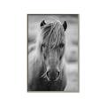 Picture of Icelandic horse in black and white _GroupedProduct_Rectangle_Portrait_Photography _GroupedProduct_Rectangle_Portrait_Canvas_Framed_