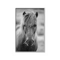 Picture of Icelandic horse in black and white _GroupedProduct_Rectangle_Portrait_Photography _GroupedProduct_Rectangle_Portrait_Canvas_Framed_