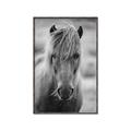 Picture of Icelandic horse in black and white _GroupedProduct_Rectangle_Portrait_Photography _GroupedProduct_Rectangle_Portrait_Canvas_Framed_