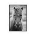 Picture of Icelandic horse in black and white _GroupedProduct_Rectangle_Portrait_Photography _GroupedProduct_Rectangle_Portrait_Canvas_Framed_
