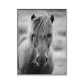 Picture of Icelandic horse in black and white _GroupedProduct_Rectangle_Portrait_Photography _GroupedProduct_Rectangle_Portrait_Canvas_Framed_