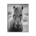 Picture of Icelandic horse in black and white _GroupedProduct_Rectangle_Portrait_Photography _GroupedProduct_Rectangle_Portrait_Canvas_Framed_