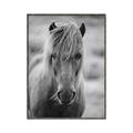 Picture of Icelandic horse in black and white _GroupedProduct_Rectangle_Portrait_Photography _GroupedProduct_Rectangle_Portrait_Canvas_Framed_