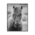 Picture of Icelandic horse in black and white _GroupedProduct_Rectangle_Portrait_Photography _GroupedProduct_Rectangle_Portrait_Canvas_Framed_