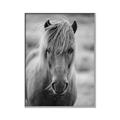 Picture of Icelandic horse in black and white _GroupedProduct_Rectangle_Portrait_Photography _GroupedProduct_Rectangle_Portrait_Canvas_Framed_