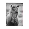 Picture of Icelandic horse in black and white _GroupedProduct_Rectangle_Portrait_Photography _GroupedProduct_Rectangle_Portrait_Canvas_Framed_