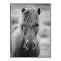 Picture of Icelandic horse in black and white _GroupedProduct_Rectangle_Portrait_Photography _GroupedProduct_Rectangle_Portrait_Canvas_Framed_