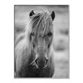 Picture of Icelandic horse in black and white _GroupedProduct_Rectangle_Portrait_Photography _GroupedProduct_Rectangle_Portrait_Canvas_Framed_
