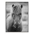 Picture of Icelandic horse in black and white _GroupedProduct_Rectangle_Portrait_Photography _GroupedProduct_Rectangle_Portrait_Canvas_Framed_
