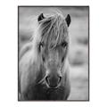 Picture of Icelandic horse in black and white _GroupedProduct_Rectangle_Portrait_Photography _GroupedProduct_Rectangle_Portrait_Canvas_Framed_