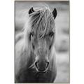 Picture of Icelandic horse in black and white _GroupedProduct_Rectangle_Portrait_Photography _GroupedProduct_Rectangle_Portrait_Canvas_Framed_