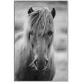 Picture of Icelandic horse in black and white _GroupedProduct_Rectangle_Portrait_Photography _GroupedProduct_Rectangle_Portrait_Canvas_Framed_