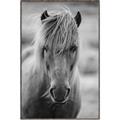 Picture of Icelandic horse in black and white _GroupedProduct_Rectangle_Portrait_Photography _GroupedProduct_Rectangle_Portrait_Canvas_Framed_