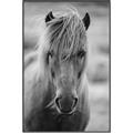 Picture of Icelandic horse in black and white _GroupedProduct_Rectangle_Portrait_Photography _GroupedProduct_Rectangle_Portrait_Canvas_Framed_