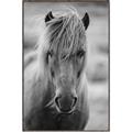 Picture of Icelandic horse in black and white _GroupedProduct_Rectangle_Portrait_Photography _GroupedProduct_Rectangle_Portrait_Canvas_Framed_