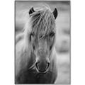 Picture of Icelandic horse in black and white _GroupedProduct_Rectangle_Portrait_Photography _GroupedProduct_Rectangle_Portrait_Canvas_Framed_