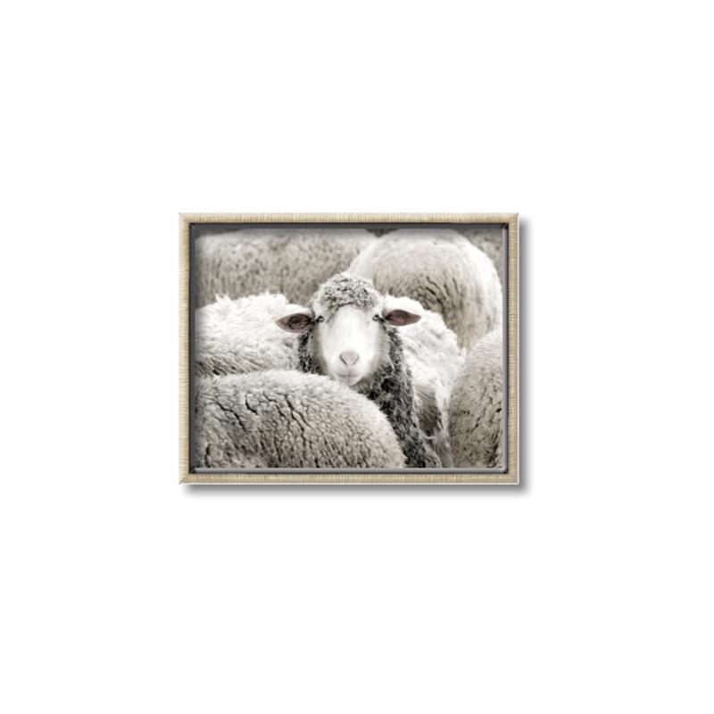 Picture of Sheepish _GroupedProduct_Rectangle_Landscape_Photography _GroupedProduct_Rectangle_Landscape_Canvas_Framed_
