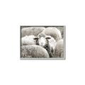 Picture of Sheepish _GroupedProduct_Rectangle_Landscape_Photography _GroupedProduct_Rectangle_Landscape_Canvas_Framed_