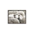 Picture of Sheepish _GroupedProduct_Rectangle_Landscape_Photography _GroupedProduct_Rectangle_Landscape_Canvas_Framed_