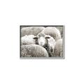 Picture of Sheepish _GroupedProduct_Rectangle_Landscape_Photography _GroupedProduct_Rectangle_Landscape_Canvas_Framed_