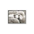 Picture of Sheepish _GroupedProduct_Rectangle_Landscape_Photography _GroupedProduct_Rectangle_Landscape_Canvas_Framed_