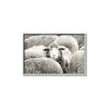 Picture of Sheepish _GroupedProduct_Rectangle_Landscape_Photography _GroupedProduct_Rectangle_Landscape_Canvas_Framed_