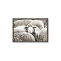 Picture of Sheepish _GroupedProduct_Rectangle_Landscape_Photography _GroupedProduct_Rectangle_Landscape_Canvas_Framed_