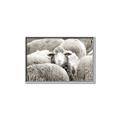 Picture of Sheepish _GroupedProduct_Rectangle_Landscape_Photography _GroupedProduct_Rectangle_Landscape_Canvas_Framed_