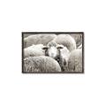 Picture of Sheepish _GroupedProduct_Rectangle_Landscape_Photography _GroupedProduct_Rectangle_Landscape_Canvas_Framed_