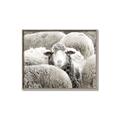 Picture of Sheepish _GroupedProduct_Rectangle_Landscape_Photography _GroupedProduct_Rectangle_Landscape_Canvas_Framed_