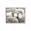 Picture of Sheepish _GroupedProduct_Rectangle_Landscape_Photography _GroupedProduct_Rectangle_Landscape_Canvas_Framed_