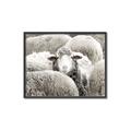 Picture of Sheepish _GroupedProduct_Rectangle_Landscape_Photography _GroupedProduct_Rectangle_Landscape_Canvas_Framed_