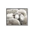 Picture of Sheepish _GroupedProduct_Rectangle_Landscape_Photography _GroupedProduct_Rectangle_Landscape_Canvas_Framed_