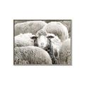 Picture of Sheepish _GroupedProduct_Rectangle_Landscape_Photography _GroupedProduct_Rectangle_Landscape_Canvas_Framed_
