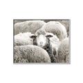 Picture of Sheepish _GroupedProduct_Rectangle_Landscape_Photography _GroupedProduct_Rectangle_Landscape_Canvas_Framed_