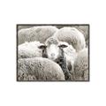 Picture of Sheepish _GroupedProduct_Rectangle_Landscape_Photography _GroupedProduct_Rectangle_Landscape_Canvas_Framed_