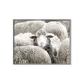 Picture of Sheepish _GroupedProduct_Rectangle_Landscape_Photography _GroupedProduct_Rectangle_Landscape_Canvas_Framed_