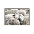 Picture of Sheepish _GroupedProduct_Rectangle_Landscape_Photography _GroupedProduct_Rectangle_Landscape_Canvas_Framed_