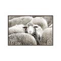 Picture of Sheepish _GroupedProduct_Rectangle_Landscape_Photography _GroupedProduct_Rectangle_Landscape_Canvas_Framed_