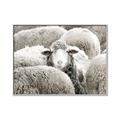 Picture of Sheepish _GroupedProduct_Rectangle_Landscape_Photography _GroupedProduct_Rectangle_Landscape_Canvas_Framed_