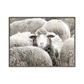 Picture of Sheepish _GroupedProduct_Rectangle_Landscape_Photography _GroupedProduct_Rectangle_Landscape_Canvas_Framed_