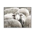 Picture of Sheepish _GroupedProduct_Rectangle_Landscape_Photography _GroupedProduct_Rectangle_Landscape_Canvas_Framed_