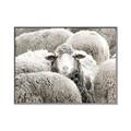 Picture of Sheepish _GroupedProduct_Rectangle_Landscape_Photography _GroupedProduct_Rectangle_Landscape_Canvas_Framed_