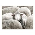 Picture of Sheepish _GroupedProduct_Rectangle_Landscape_Photography _GroupedProduct_Rectangle_Landscape_Canvas_Framed_