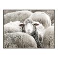 Picture of Sheepish _GroupedProduct_Rectangle_Landscape_Photography _GroupedProduct_Rectangle_Landscape_Canvas_Framed_