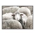 Picture of Sheepish _GroupedProduct_Rectangle_Landscape_Photography _GroupedProduct_Rectangle_Landscape_Canvas_Framed_