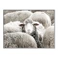 Picture of Sheepish _GroupedProduct_Rectangle_Landscape_Photography _GroupedProduct_Rectangle_Landscape_Canvas_Framed_
