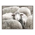 Picture of Sheepish _GroupedProduct_Rectangle_Landscape_Photography _GroupedProduct_Rectangle_Landscape_Canvas_Framed_