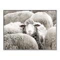 Picture of Sheepish _GroupedProduct_Rectangle_Landscape_Photography _GroupedProduct_Rectangle_Landscape_Canvas_Framed_